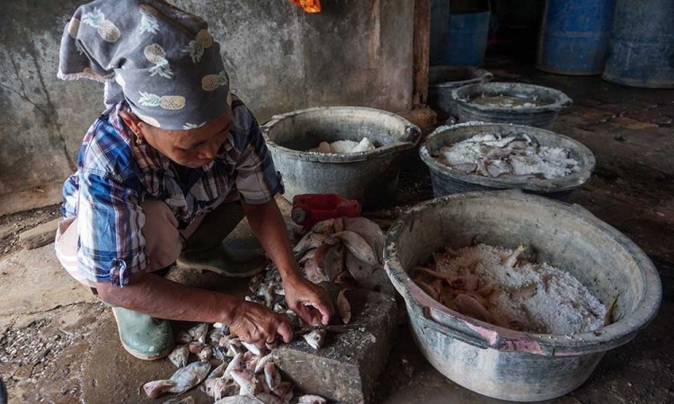 Proses Pengeringan Ikan Asin Saat Musim Hujan