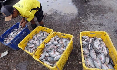 Hasil Budidaya Ikan Nila di Indramayu Dipasarkan di Ibu Kota