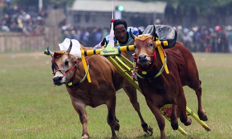 Lomba Karapan Sapi Piala Presiden di Madura Diikuti 24 Pasang Sapi