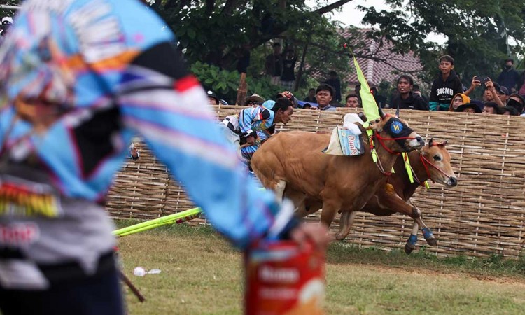 Lomba Karapan Sapi Piala Presiden di Madura Diikuti 24 Pasang Sapi