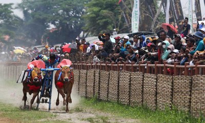 Lomba Karapan Sapi Piala Presiden di Madura Diikuti 24 Pasang Sapi