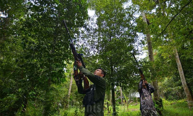 Meresahkan Warga,Tupai Jadi Buruan di Padangpariaman