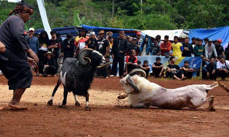 Seni Ketangkasan Domba Garut di Ciamis Digelar Dalam Rangkaian HUT ke-77 TNI