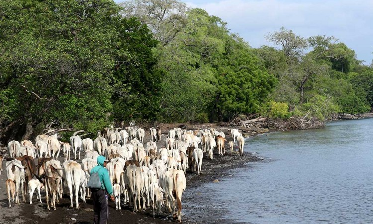 Kampung Penggembala Sapi di Situbondo Jawa Timur