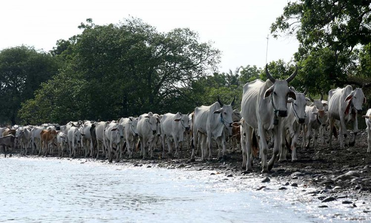 Kampung Penggembala Sapi di Situbondo Jawa Timur