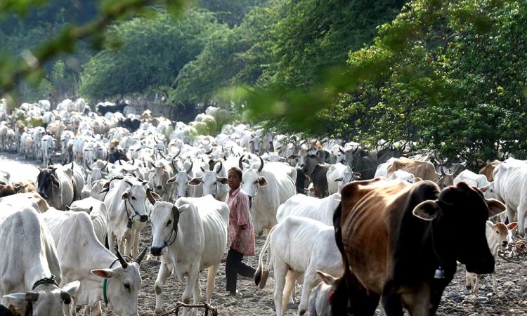 Kampung Penggembala Sapi di Situbondo Jawa Timur