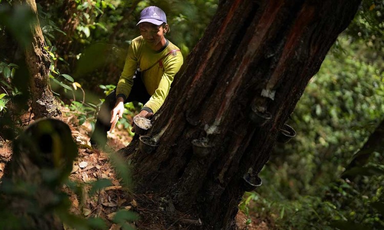 Perjuangan Buruh Tani Pengambil Getah Pohon Pinus di Sulawesi Tenggara