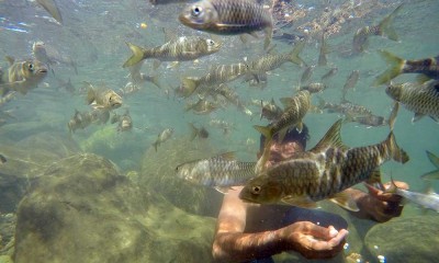 Wisata Sungai di Padangpariaman Tawarkan Sensasi Berenang Dengan Ikan