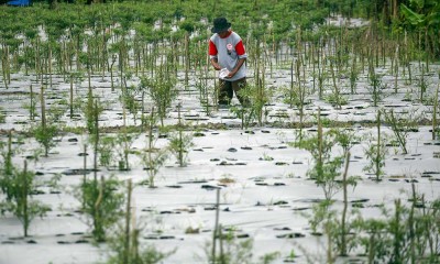 Lahan Pertanian BP Batam Sei Temiang Ditargetkan Mampu Memproduksi Cabai Hingga 2 Ton