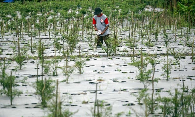 Lahan Pertanian BP Batam Sei Temiang Ditargetkan Mampu Memproduksi Cabai Hingga 2 Ton