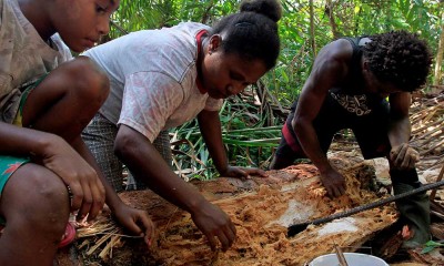 Festival Ulat Sagu di Papua Bertujuan Melestarikan Tradisi