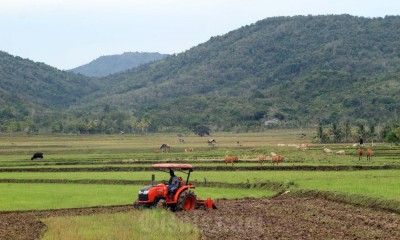 Serikat Petani Indonesia (SPI) Menyebut Produksi Padi Tahun Ini Menyusut