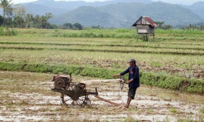 Serikat Petani Indonesia (SPI) Menyebut Produksi Padi Tahun Ini Menyusut