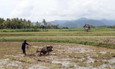 Serikat Petani Indonesia (SPI) Menyebut Produksi Padi Tahun Ini Menyusut