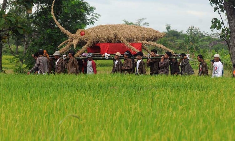 Tradisi Wiwitan Padi Rojolele di Jawa Tengah Digelar Sebagai Penanda Mulainya Musim Panen