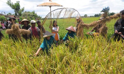 Tradisi Wiwitan Padi Rojolele di Jawa Tengah Digelar Sebagai Penanda Mulainya Musim Panen