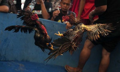 Keseruan Kontes Ayam Nasional di Kendari