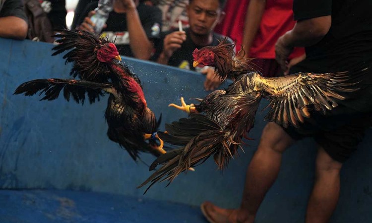 Keseruan Kontes Ayam Nasional di Kendari