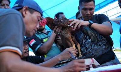 Keseruan Kontes Ayam Nasional di Kendari