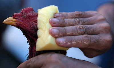 Keseruan Kontes Ayam Nasional di Kendari
