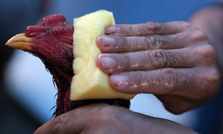 Keseruan Kontes Ayam Nasional di Kendari