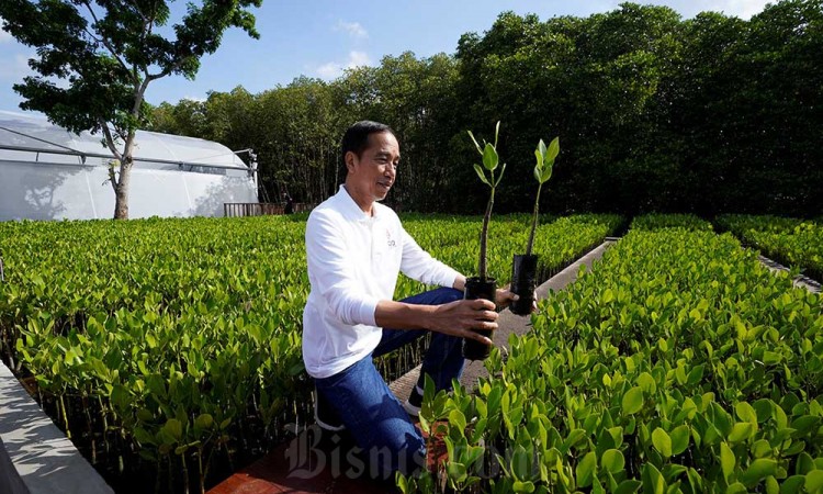 Presiden Kunjungi Tempat Pembibitan Pohon Mangrove Taman Hutan Raya Ngurah Rai