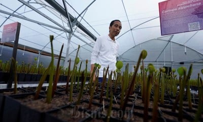 Presiden Kunjungi Tempat Pembibitan Pohon Mangrove Taman Hutan Raya Ngurah Rai