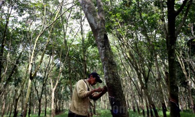 BPS Catat Luas Areal Karet Kering di Indonesia Mencapai 3,78 Juta Hektare