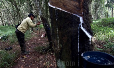 BPS Catat Luas Areal Karet Kering di Indonesia Mencapai 3,78 Juta Hektare