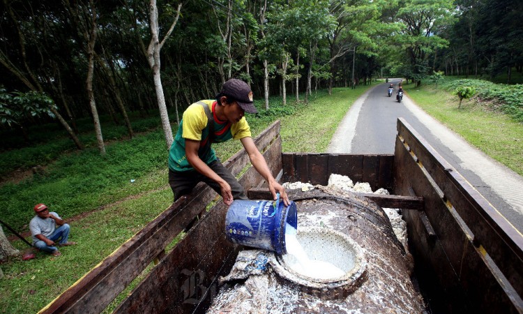 BPS Catat Luas Areal Karet Kering di Indonesia Mencapai 3,78 Juta Hektare