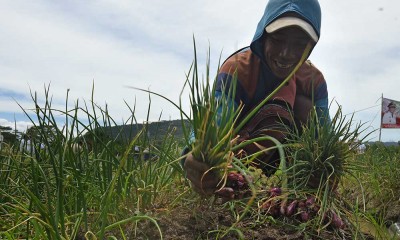 Kementan Dorong Petani Daerah Untuk Mengembangkan Budi Daya Bawang Merah