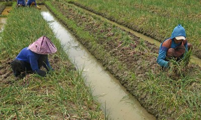 Kementan Dorong Petani Daerah Untuk Mengembangkan Budi Daya Bawang Merah