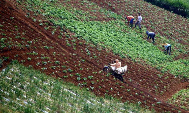 Meski Alami Lonjakan Harga di Pasaran, Harga Bawang Merah Ditingkat Petani Masih Stabil