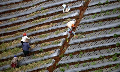 Meski Alami Lonjakan Harga di Pasaran, Harga Bawang Merah Ditingkat Petani Masih Stabil