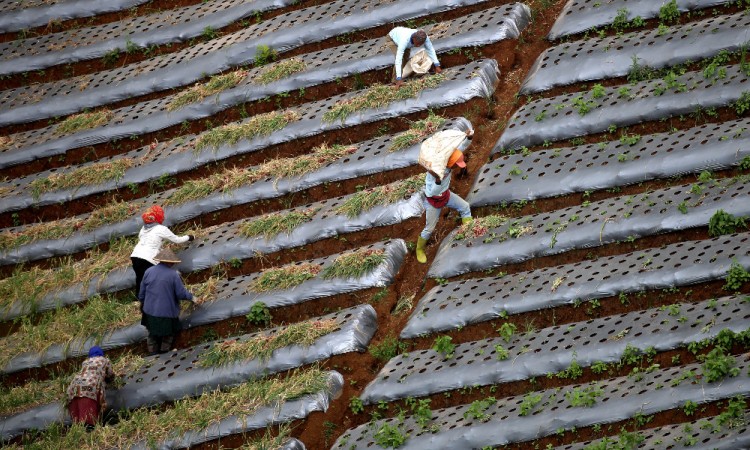 Meski Alami Lonjakan Harga di Pasaran, Harga Bawang Merah Ditingkat Petani Masih Stabil