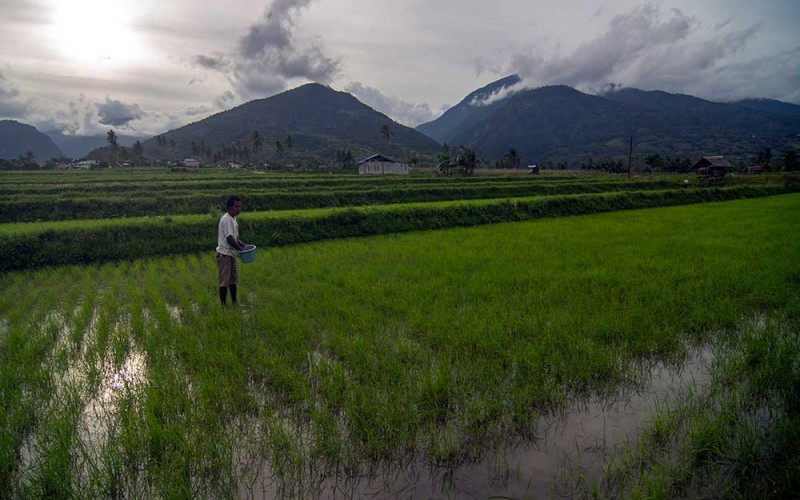 Petani menebarkan pupuk Urea pada tanaman padinya di Desa Porame, Sigi, Sulawesi Tengah, Jumat (20/1/2023). Sejumlah petani di wilayah itu mengaku kesulitan mendapatkan pupuk yang disubsidi oleh pemerintah meskipun mereka sudah masuk dalam kelompok tani sebagai syaratnya dan terpaksa mengurangi luasan lahan sawah yang diolah. ANTARA FOTO/Basri Marzuki