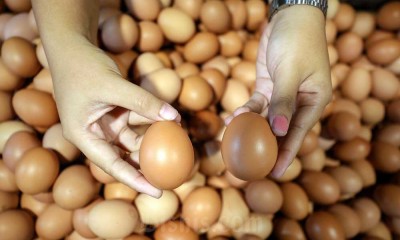 Harga Telur Naik Hingga Rp28.000 Per Kilogram
