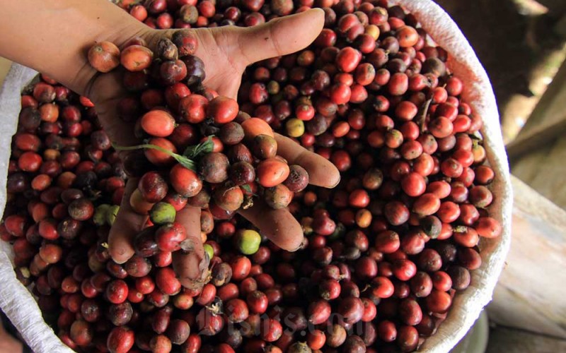 Petani memanen kopi di kebun yang berada di kawasan Bukit Barisan, Sikayan Balumuik, Kota Padang, Sumatra Barat, Rabu (25/1/2023). Kementerian Lingkungan Hidup dan Kehutanan (KLHK) RI melalui program Perhutanan Sosial memberikan izin pemanfaatan hutan lindung kepada kelompok Hutan Kemasyarakatan (HKm) Sikayan Balumuik. Sampai saat ini baru 29 hektar dari 300 hektar lahan yang dimiliki HKm Sikayan Balumuik yang telah ditanami kopi jenis Robusta dengan produksi 1.500 ton kopi basah per tahunnya. Data Dinas Kehutanan Provinsi Sumbar mencatat hingga 2022 luas Perhutanan Sosial di Sumbar telah mencapai 274 ribu hektar yang tersebar di sejumlah kabupaten dan kota. Bisnis/Muhammad Noli Hendra