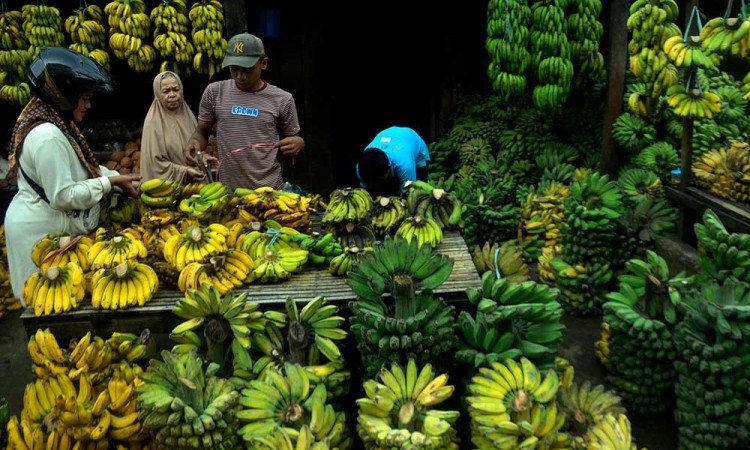 Pemerintah Telah Mengembangkan 71 Kawasan Hortikultura Buah Pisang 