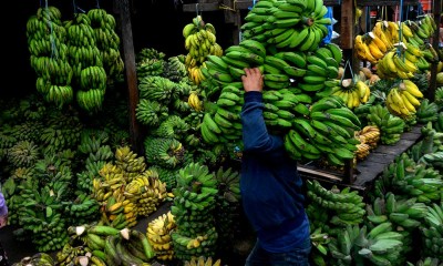 Pemerintah Telah Mengembangkan 71 Kawasan Hortikultura Buah Pisang 