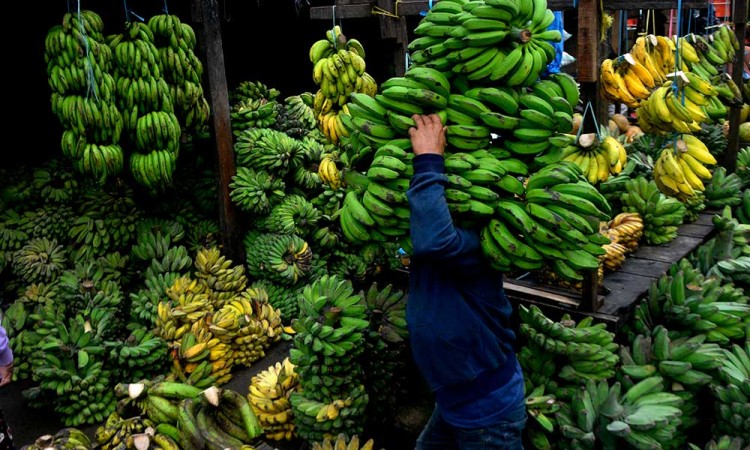 Pemerintah Telah Mengembangkan 71 Kawasan Hortikultura Buah Pisang 