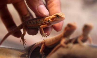 Ini Penampakan Kadal Berjanggut Hasil Budidaya Warga di Malang