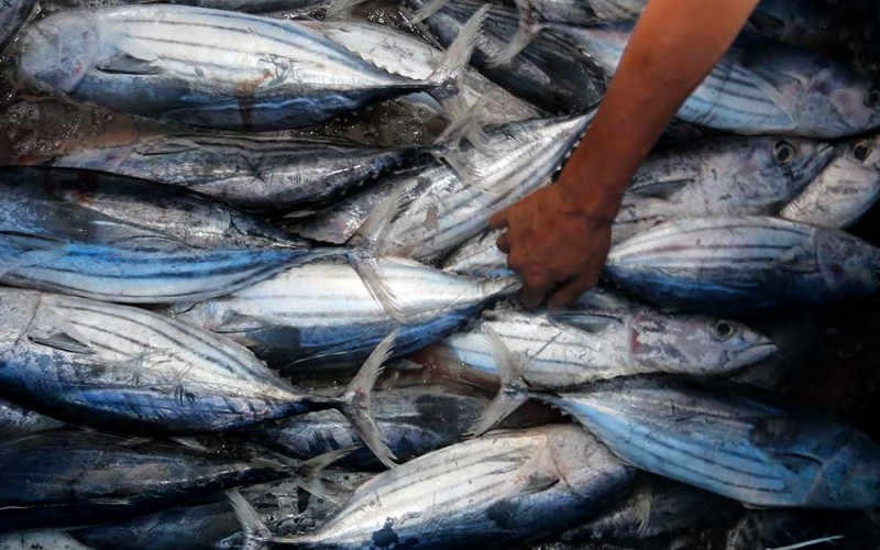Pekerja mengemas ikan hasil tangkapan nelayan ke dalam box fiber di Pelabuhan Ujong Baroh, Kecamatan Johan Pahlawan, Aceh Barat, Aceh, Kamis (26/1/2023). Menteri Kelautan dan Perikanan Sakti Wahyu Trenggono menargetkan ekspor hasil perikanan Indonesia tahun 2023 bisa mencapai US$7,66 Miliar atau setara Rp 116,1 triliun. ANTARA FOTO/Syifa Yulinnas