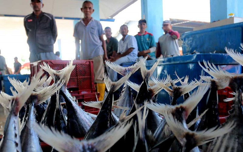 Pekerja mengemas ikan hasil tangkapan nelayan ke dalam box fiber di Pelabuhan Ujong Baroh, Kecamatan Johan Pahlawan, Aceh Barat, Aceh, Kamis (26/1/2023). Menteri Kelautan dan Perikanan Sakti Wahyu Trenggono menargetkan ekspor hasil perikanan Indonesia tahun 2023 bisa mencapai US$7,66 Miliar atau setara Rp 116,1 triliun. ANTARA FOTO/Syifa Yulinnas
