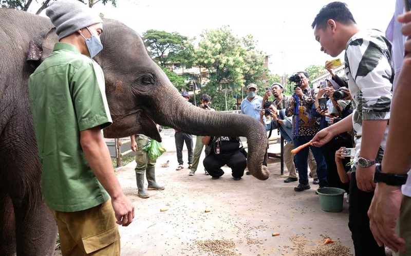 Wali Kota Solo Gibran Rakabuming Raka (kanan) memberi makan satwa gajah koleksi Solo Safari saat pembukaan perdana wisata setempat di Solo, Jawa Tengah, Jumat (27/1/2023). Solo Safari yang merupakan program penataan ulang dan revitalisasi Taman Satwa Taru Jurug (TSTJ)Â Solo tersebut diharapkan menjadi destinasi wisata dan edukasi yang dapat meningkatkan kunjungan wisatawan di Kota Solo. ANTARA FOTO/Maulana Surya