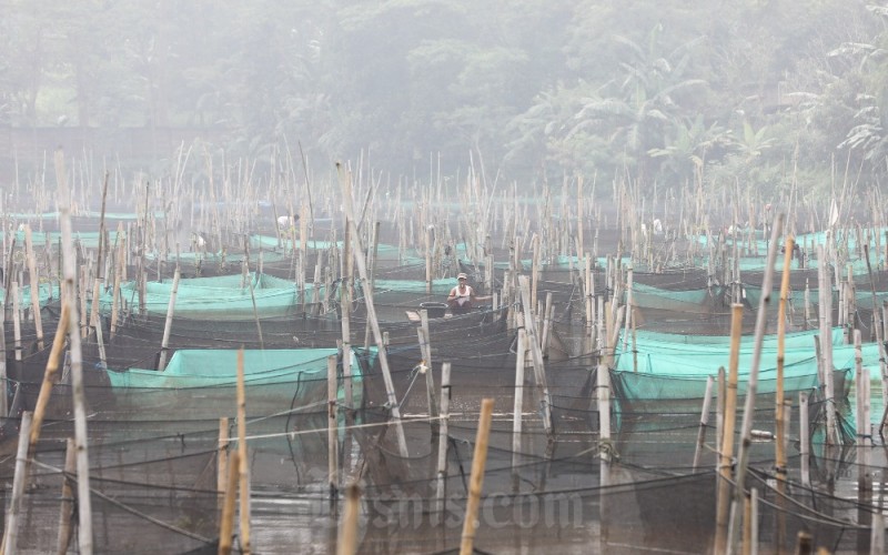 Peternak beraktivitas di antara keramba ikan hias di Kabupaten Bogor, Jawa Barat, Minggu (29/1/2023). Kementerian Kelautan dan Perikanan (KKP) mencatat realisasi produksi ikan sepanjang 2022 mencapai 24,87 juta ton, termasuk produksi perikanan budi daya yang mencapai 16,89 juta ton. Bisnis/Arief Hermawan P