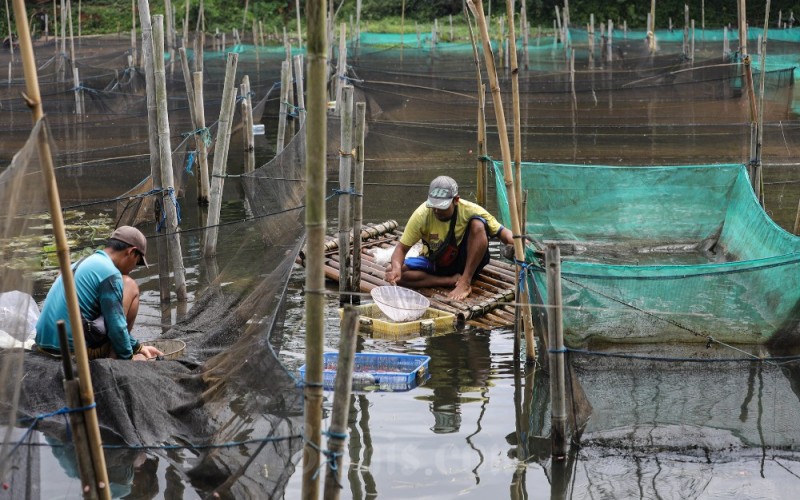 Peternak beraktivitas di antara keramba ikan hias di Kabupaten Bogor, Jawa Barat, Minggu (29/1/2023). Kementerian Kelautan dan Perikanan (KKP) mencatat realisasi produksi ikan sepanjang 2022 mencapai 24,87 juta ton, termasuk produksi perikanan budi daya yang mencapai 16,89 juta ton. Bisnis/Arief Hermawan P