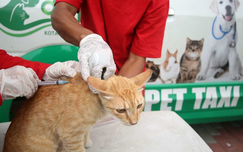Dokter hewan dari Klinik Hewan Dinas Ketahanan Pangan (DKP) Kota Tangerang memberikan vaksinasi Rabies kucing milik warga saat pelaksanaan jemput bola Vaksinasi Rabies hewan peliharaan di Cipondoh, Tangerang, Banten, Selasa (31/1/2023). Program tersebut diselenggarakan bertujuan untuk  menjadikan Kota Tangerang bebas rabies dan memberikan edukasi tentang kesehatan hewan peliharaan kepada masyarakat. ANTARA FOTO/Muhammad Iqbal