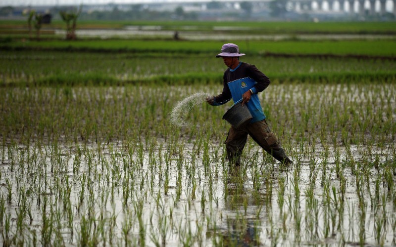 Petani menabur pupuk di lahan sawah garapannya di daerah Tegalluar, Kabupaten Bandung, Jawa Barat, Rabu (1/2/2023). Gubernur Jawa Barat Ridwan Kamil menyatakan menolak impor beras ke Jawa Barat. Hal tersebut dilakukan karena wilayahnya merupakan salah satu lumbung padi nasional. Saat ini, Jawa Barat mengalami surplus beras hingga 1,5 juta ton, sehingga kebijakan impor salah satu kebutuhan pokok ke Tanah Pasundan dianggap kurang tepat. Bisnis/Rachman
