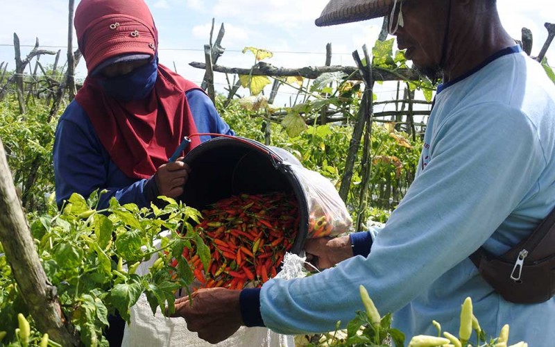 Dua buruh tani mengumpulkan cabai rawit saat panen di Desa Sumberasri, Purwoharjo, Banyuwangi, Jawa Timur, Rabu (1/2/2023). Harga cabai rawit di tingkat petani mengalami kenaikan dari Rp40 ribu menjadi Rp46 ribu per kilogram namun kondisi tersebut masih fluktuatif setiap hari, tergantung harga di pasaran. ANTARA FOTO/Seno